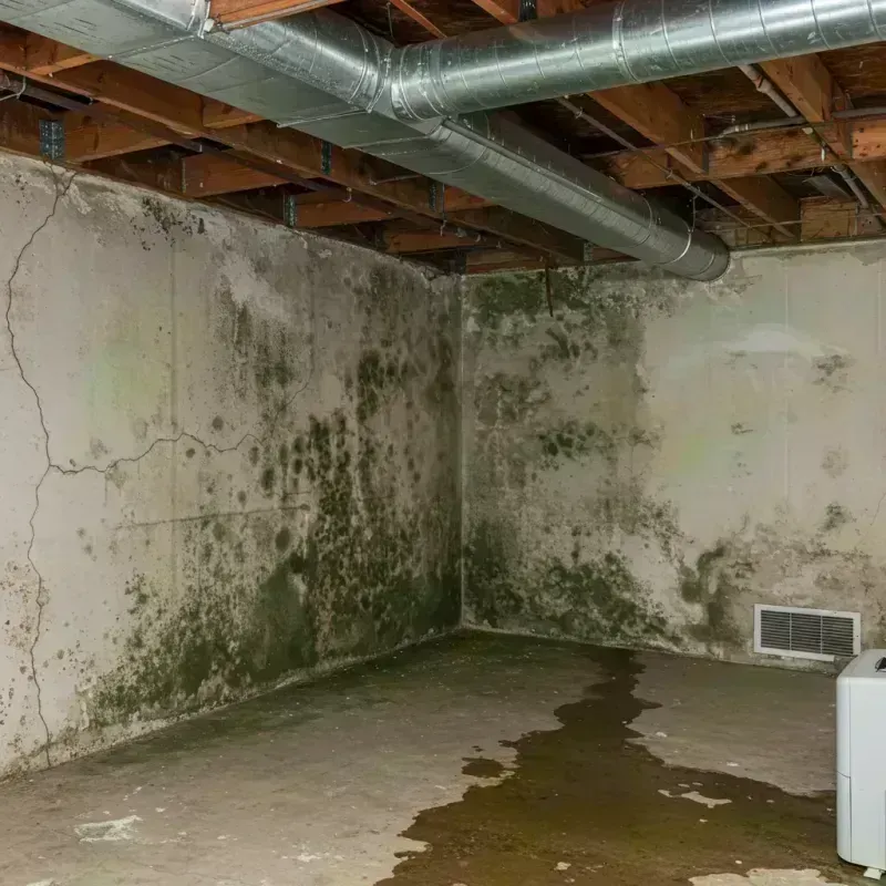 Professional Mold Removal in Cedaredge, CO